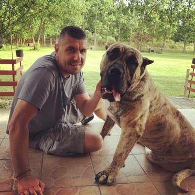 BOSS BULL CANARIO ALONSO