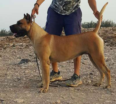 LAYA DE HORNOS DE CAL
