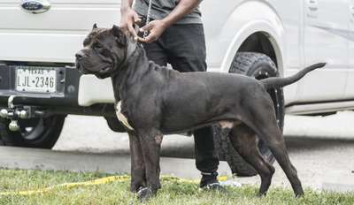 GORILLA DE OLIVER