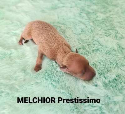 Melchior Prestissimo