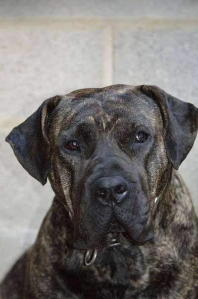 IRON DE LA HUELLA DEL PRESA CANARIO