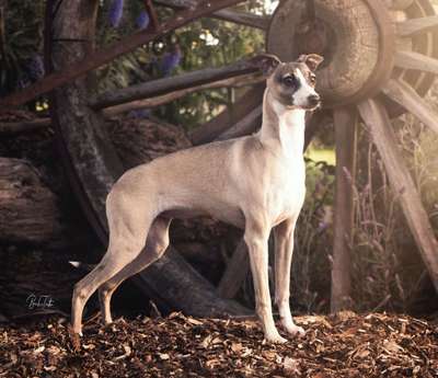 Skyefall My Fair Lady