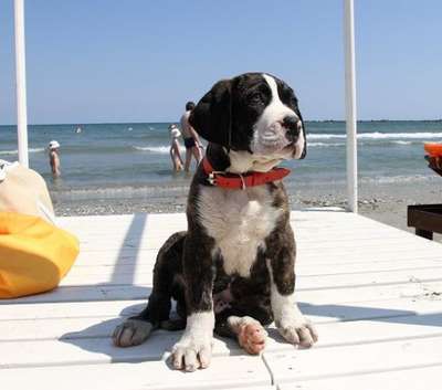 BOSS BULL CANARIO ROY