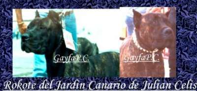 ROKOTE DEL JARDIN CANARIO