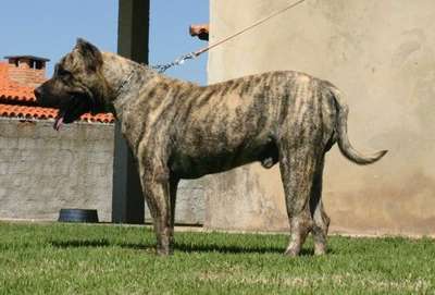 ULISES DE BARNACAN BULL