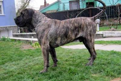 URCO BULLSARA DEL PEMBA
