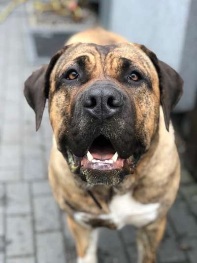 ALMA NORTHBULL KENNEL GERMANY