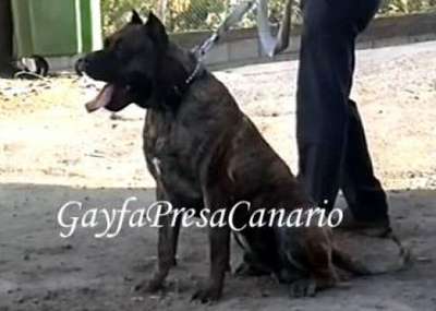 Troyka de Troycan de Tacoronte