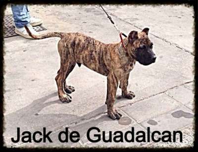 JACK DE GUADALCAN