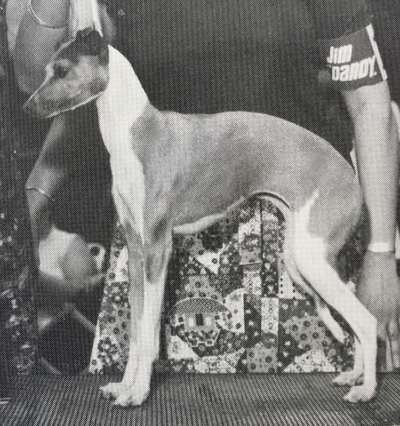Lenlo's Sandy Of Royalty