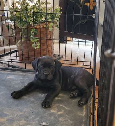 ATHENA DE THIRD COAST PRESA