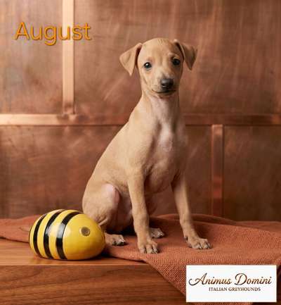 August Animus Domini PLI