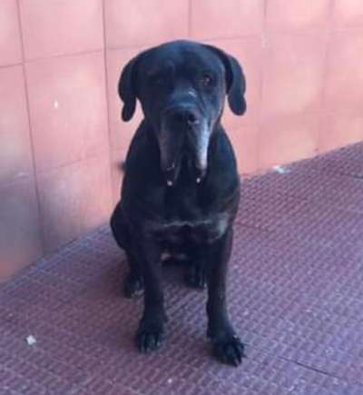 JENNY DE PERRO DE PRESA BECERRIL
