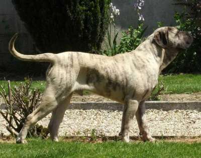 BOSS BULL CANARIO GORDON
