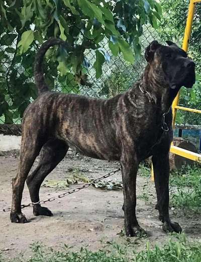 BARAKA BULLSARA DEL PEMBA