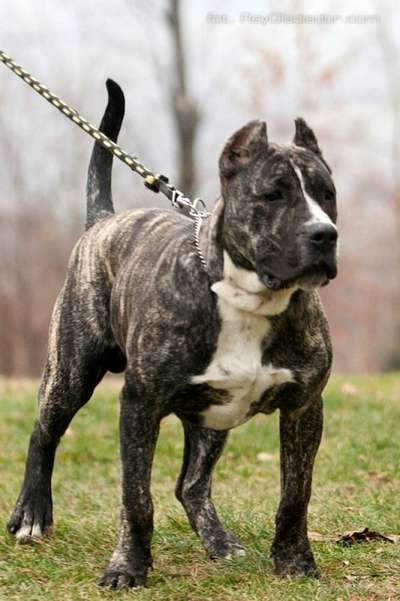 TALIB DOG PUR