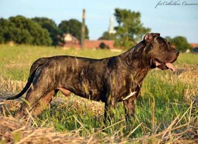 VERDUGO CABALLERO CANARIO