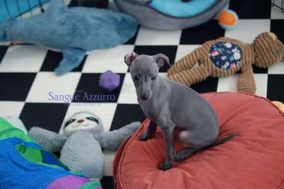 Amarylis Sangue Azzurro
