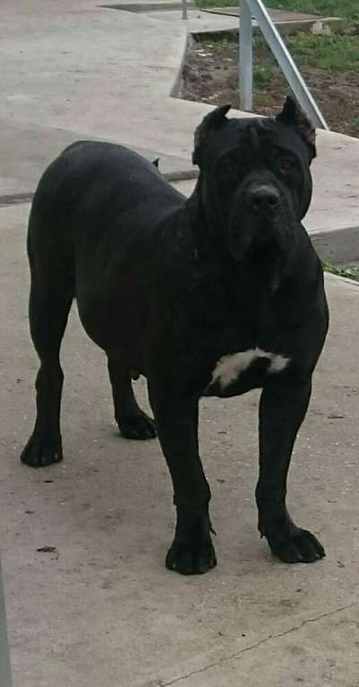 BOSS BULL CANARIO XENA