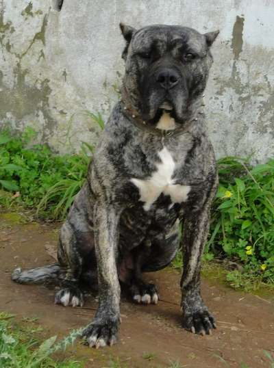 Furia de Ismael Santiago