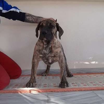ZAIRA CANARIKENNEL