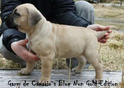 GARM DE CANARIO'S BLUE NUN GOLD EDITION