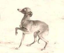 Lento De La Coterel