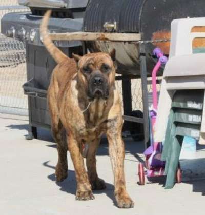 TIGRESSA OF HIGH VELOCITY K9 (TIGRESSA HVK9)