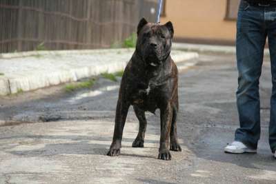 DOLCE DE TARGOVISTE