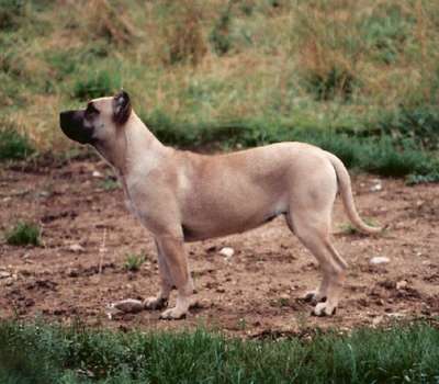SENA DE BARNACAN BULL
