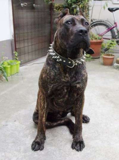 BERNIE EL PANNON PERRO DE PRESA