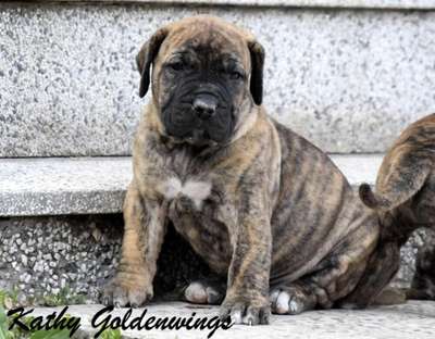 KATHY GOLDENWINGS