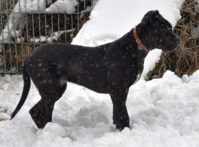 BLANCA DE PHOENIX BULL