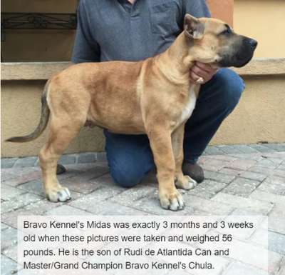 BRAVO KENNEL’S MIDAS