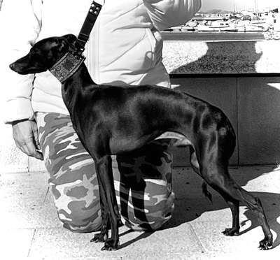 Ackra's Octavio