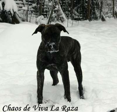 CHAOS DE VIVA LA RAZA