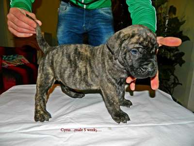 KYRUS DE MILKY WAY LUDUS (ROMEO)