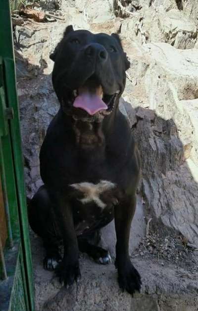 NANA DE ANAGA KENNEL