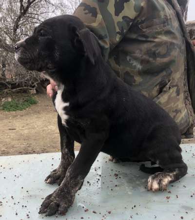 EVA (SIRA) KING ZULU