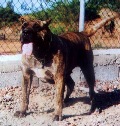 UGA DE MAYANTIGOT