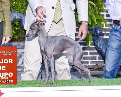 Oh My Dog Omero! (Gonzalez)