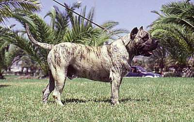Taucho