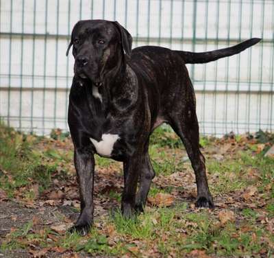PALMA DE LA HUELLA DEL PRESA CANARIO