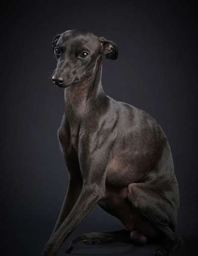 Blossom Brimano Isarhund