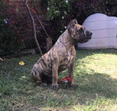 HYENA NUESTRA SANGRE