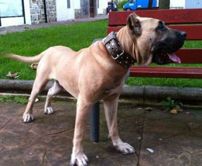 HAMMER DE PERRO DE LA TIERRA