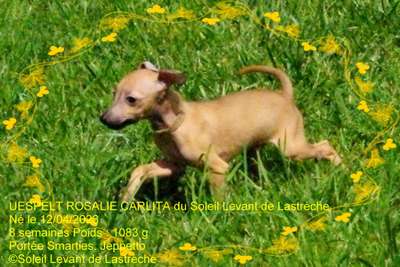 Uespely Rosalie Carlita Smaje Du Soleil Levant De Lastrèche