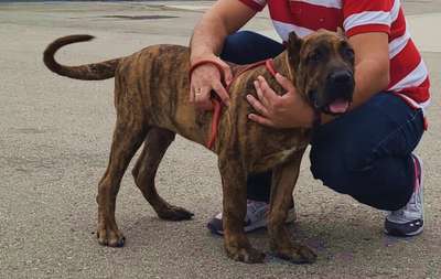 BRAVO KENNEL'S TIRSO