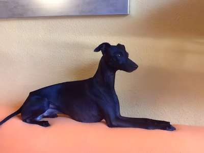Coco Bambino De Locanda D’Ella Luna