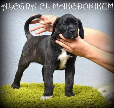 ALEGRA EL MAKEDONIKUM